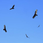 circling buzzards
